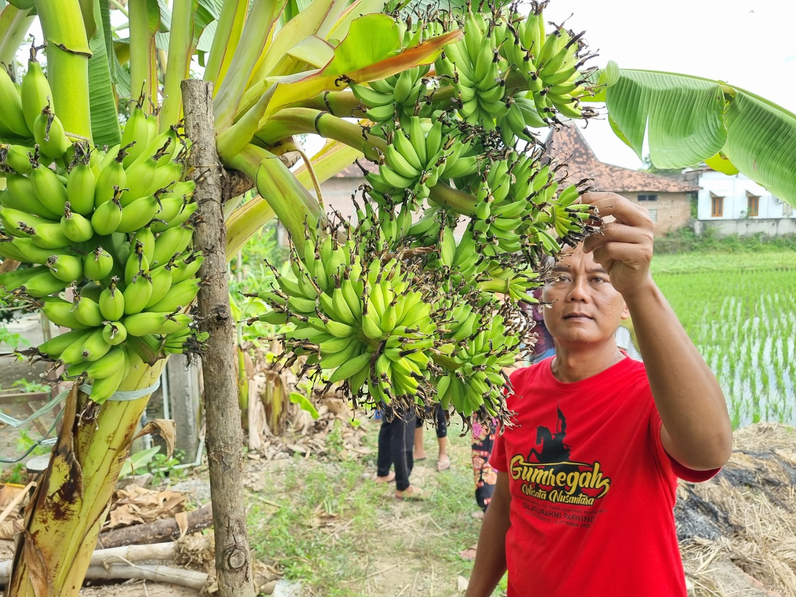 Keberadaan pisang bertandan enam di Desa Tatung, Balong menarik perhatian warga berdatangan. FOTO: SUGENG DWI N/RADAR PONOROGO