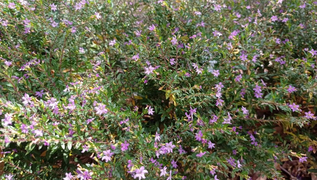 Bunga Taiwan Beauty atau Cuphea hyssopifolia kaya manfaat kesehatan.