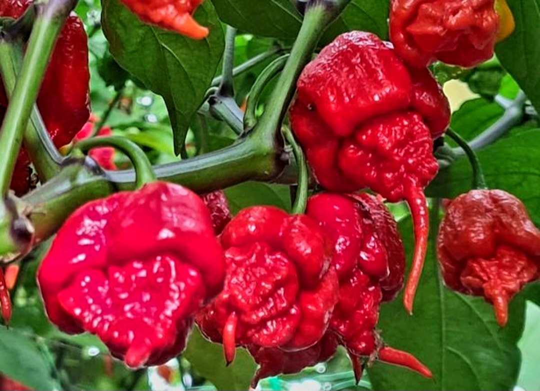 Cabai Carolina Reaper yang sedang dikembangkan Wali Kota Maidi di Kota Madiun.
