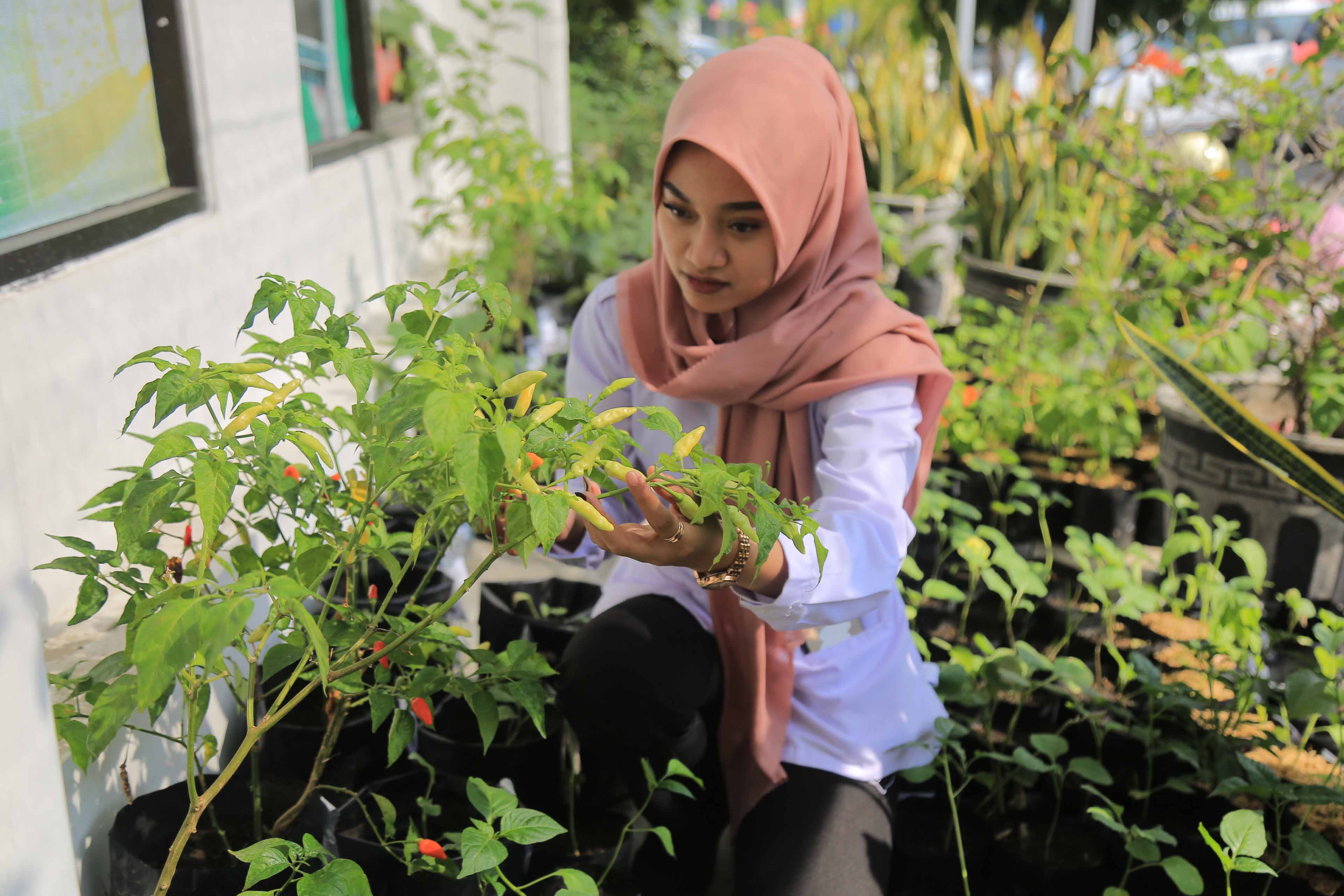 Seorang ASN Pemkot Madiun menanam cabai di kantor tempat kerjanya.