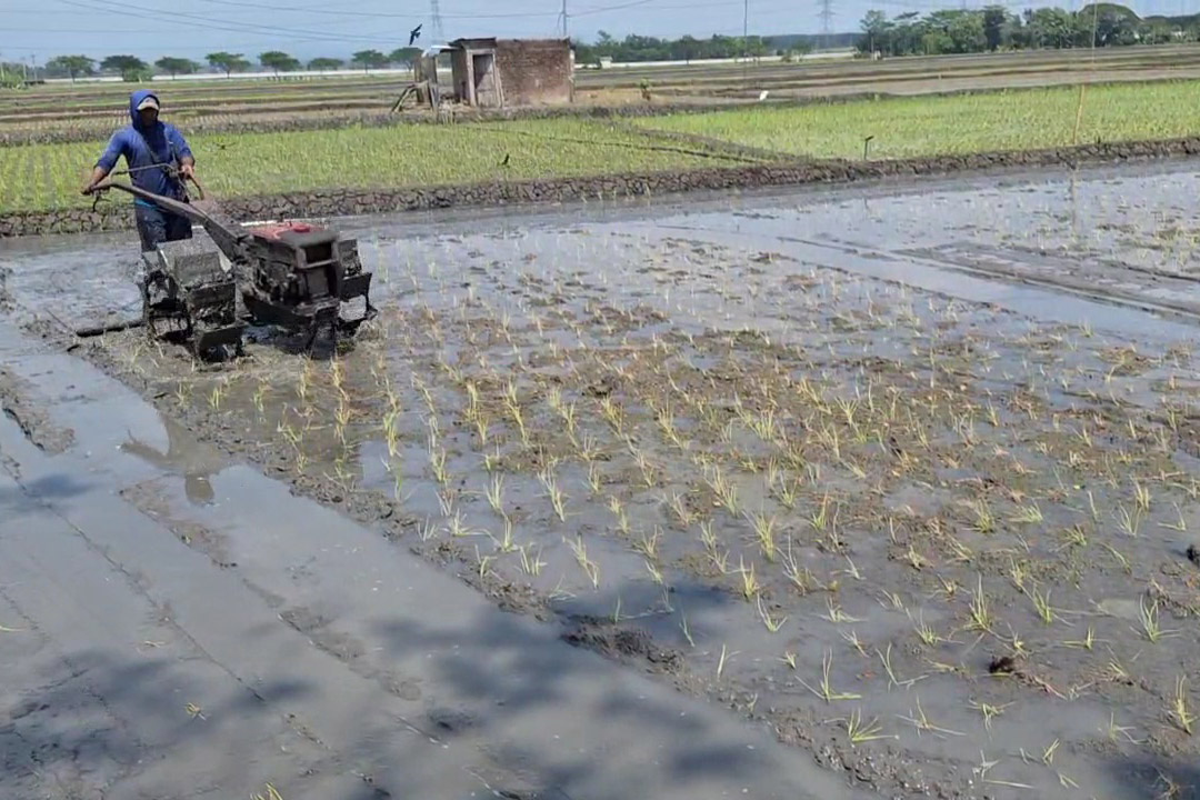 BAJAK ULANG: Petani padi di Desa Karangbanyu, Widodaren, Ngawi, terpaksa melakukan tanam ulang pasca tanaman padinya mati.