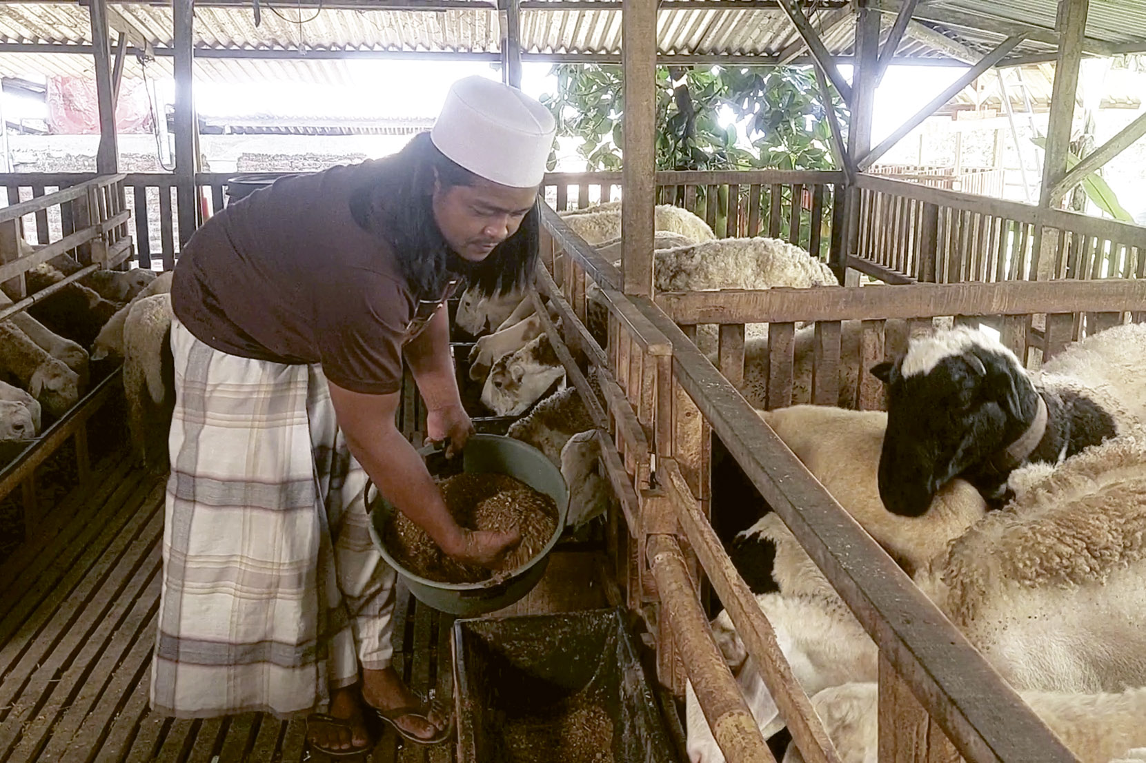 PERSIAPAN: Peternak di Kabupaten Madiun mulai menyiapkan ratusan hewan kurban menjelang Hari Raya Idul Adha 2025.