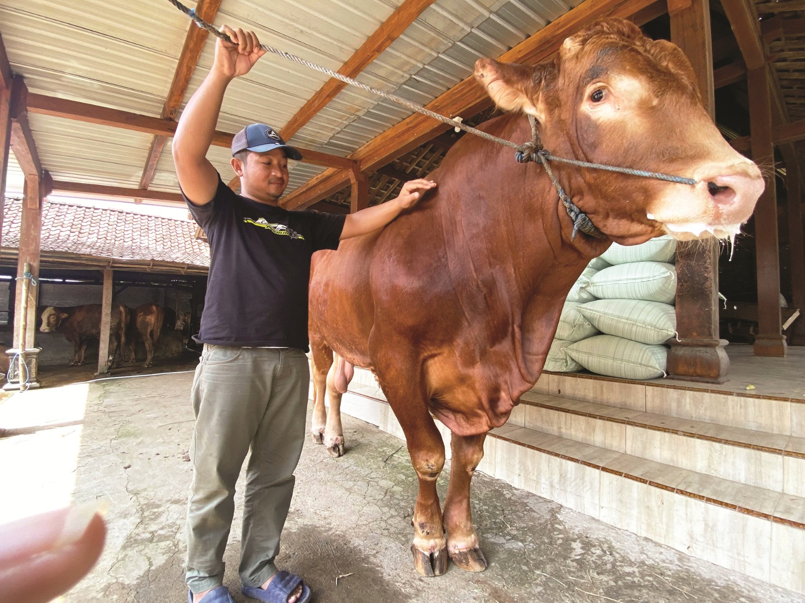 Si John, sapi limosin milik warga Desa Kresek, Kecamatan Wungu ini rencananya dibeli Presiden Prabowo Subianto untuk kurban. FOTO: DIAN RAHAYU/RADAR MADIUN