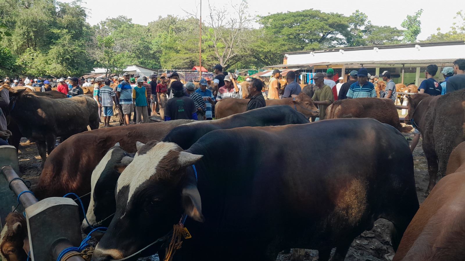 Suasana Pasar Hewan Ngawi yang transaksi ternaknya meningkat jelang Idul Adha. FOTO: ASEP SYAEFUL/RADAR NGAWI