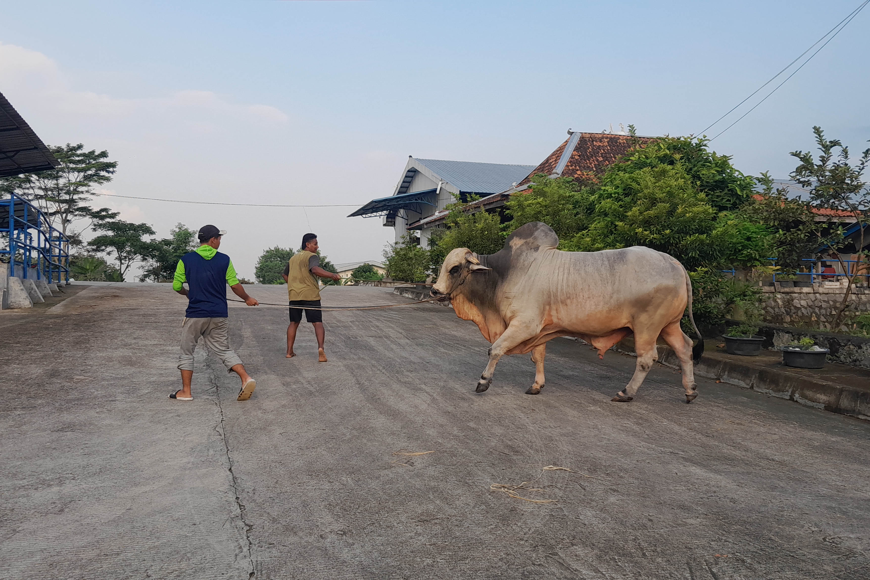 MENGGELIAT: Suasana Pasar Hewan Ngawi yang transaksi ternaknya meningkat jelang Idul Adha 2025.