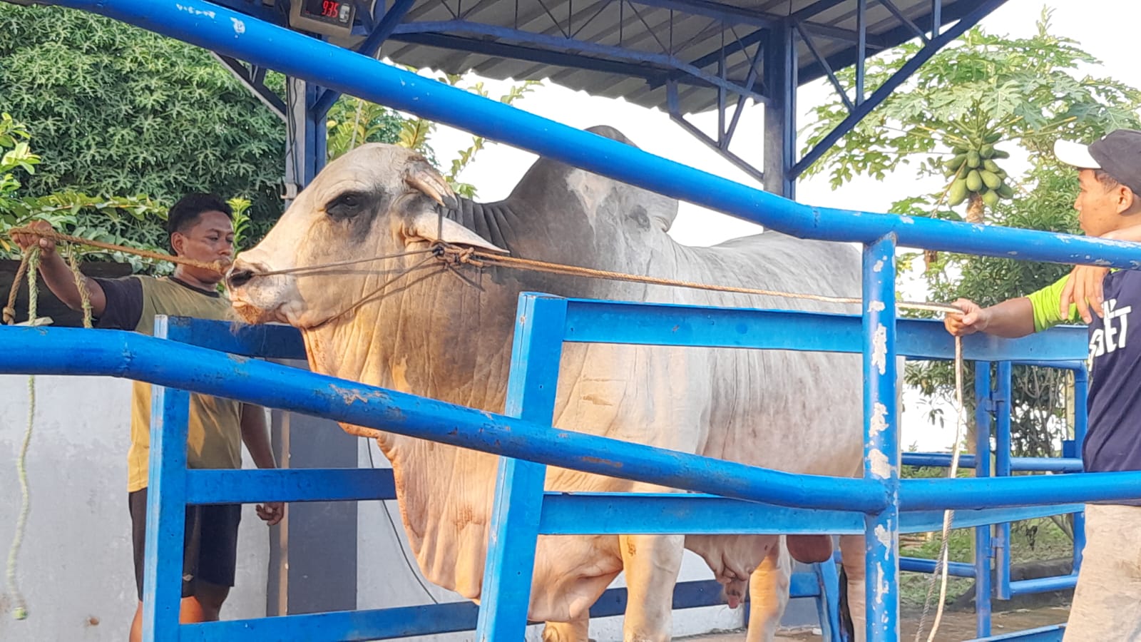 Sapi jumbo milik peternak Ngawi dibeli Presiden Prabowo seharga Rp 90 juta. Akan dikurbankan di Masjid Agung Ngawi. FOTO: ASEP SYAEFUL/RADAR NGAWI