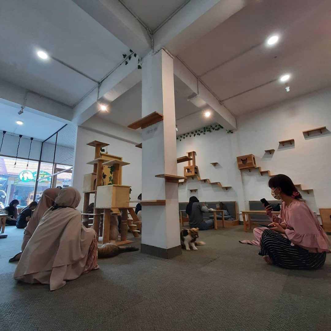 Ilustrasi Cafe Kucing Solo