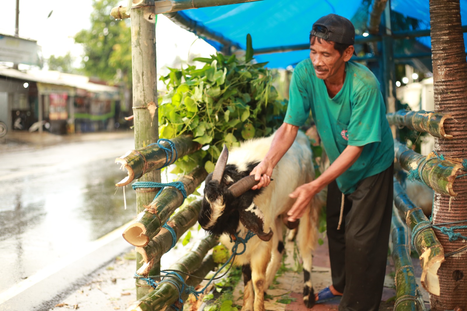 Petugas DKPP Kota Madiun akan memeriksa kesehatan sapi, kambing, dan domba di seluruh kecamatan mulai 26 Mei hingga 5 Juni. FOTO: BAGAS BIMANTARA/RADAR MADIUN