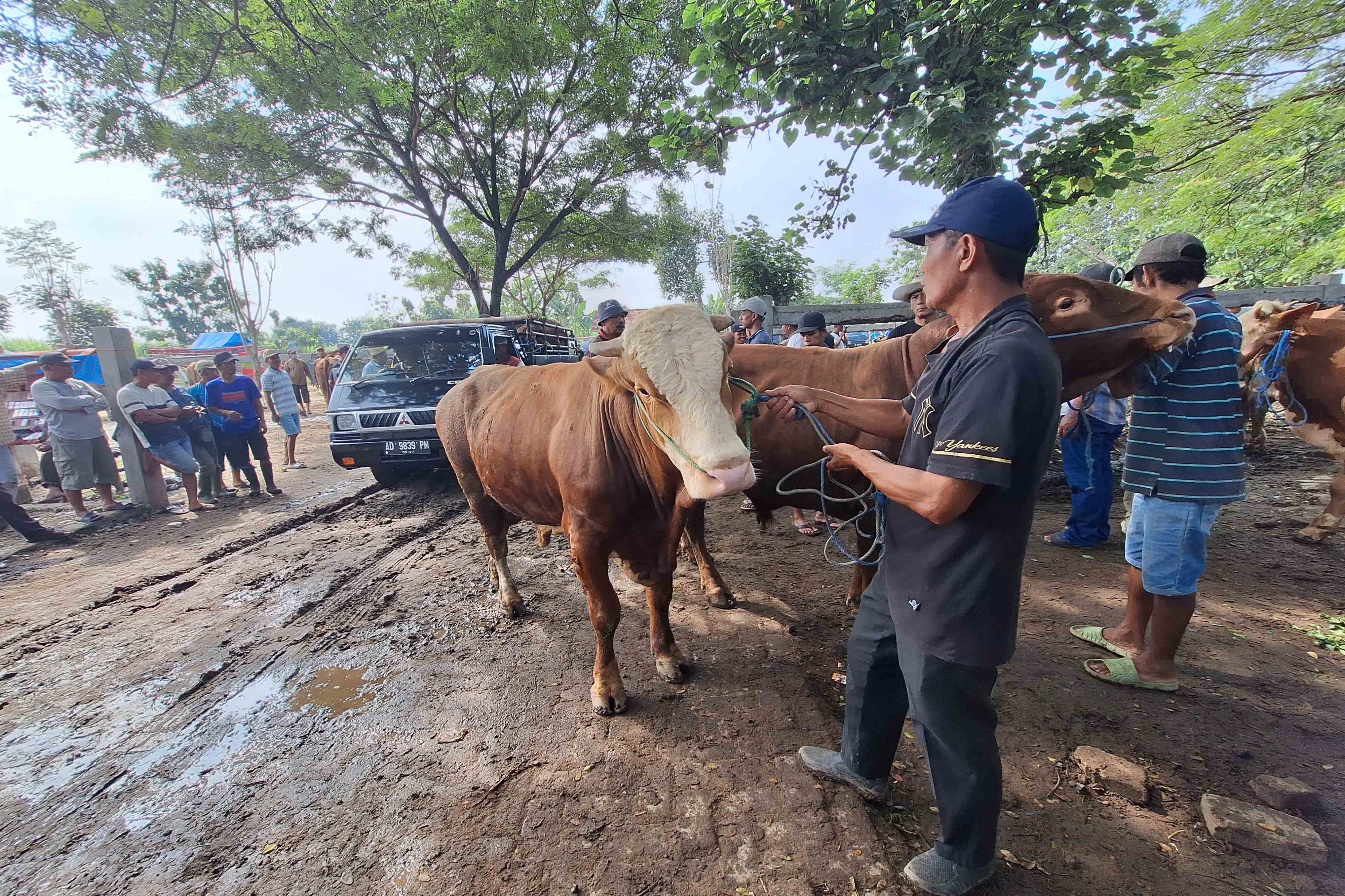 TRANSAKSI: Suasana jual beli sapi di Pasar Hewan Goranggareng, Magetan, jelang hari raya Idul Adha 2025.