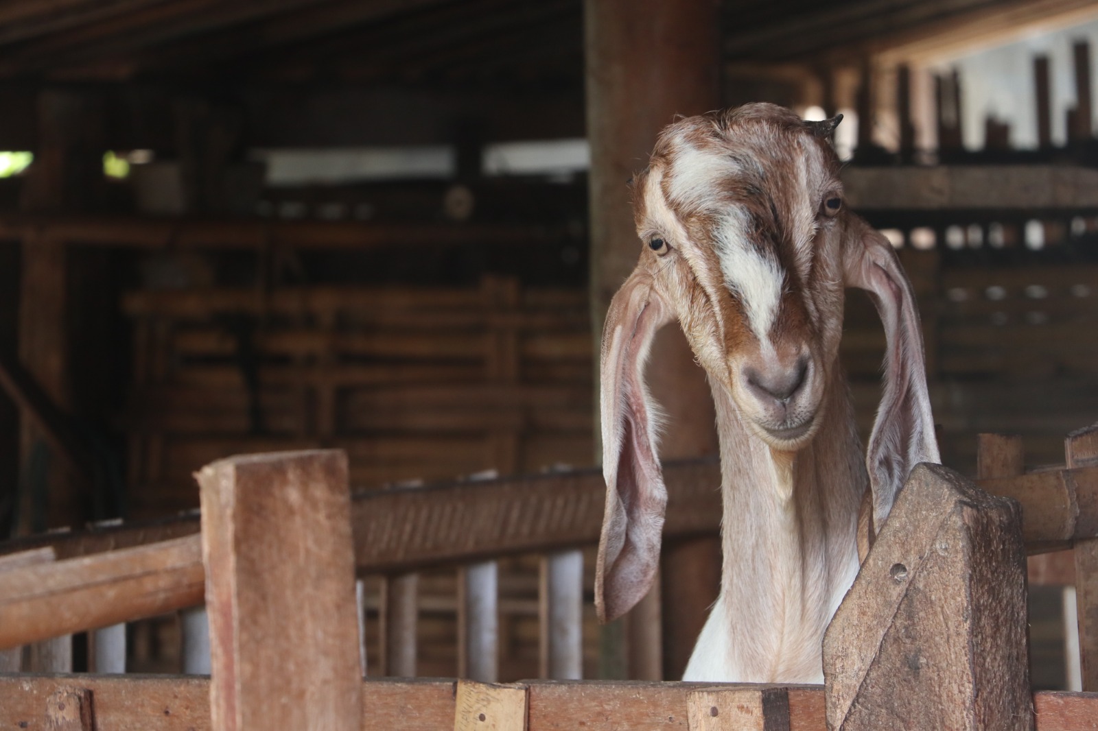 Peternak di Bungkal, Ponorogo, memilih menahan kambing di kandang karena harga belum naik meski permintaan kurban meningkat. FOTO: SUGENG DWI N/RADAR PONOROGO
