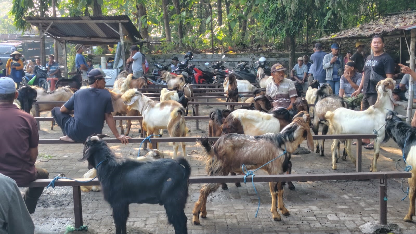 Suasana Pasar Hewan Ngawi membludak saat hari pasaran terakhir menjelang Idul Adha 1446 H, kemarin. FOTO: ASEP SYAEFUL BACHRI/JAWA POS RADAR NGAWI