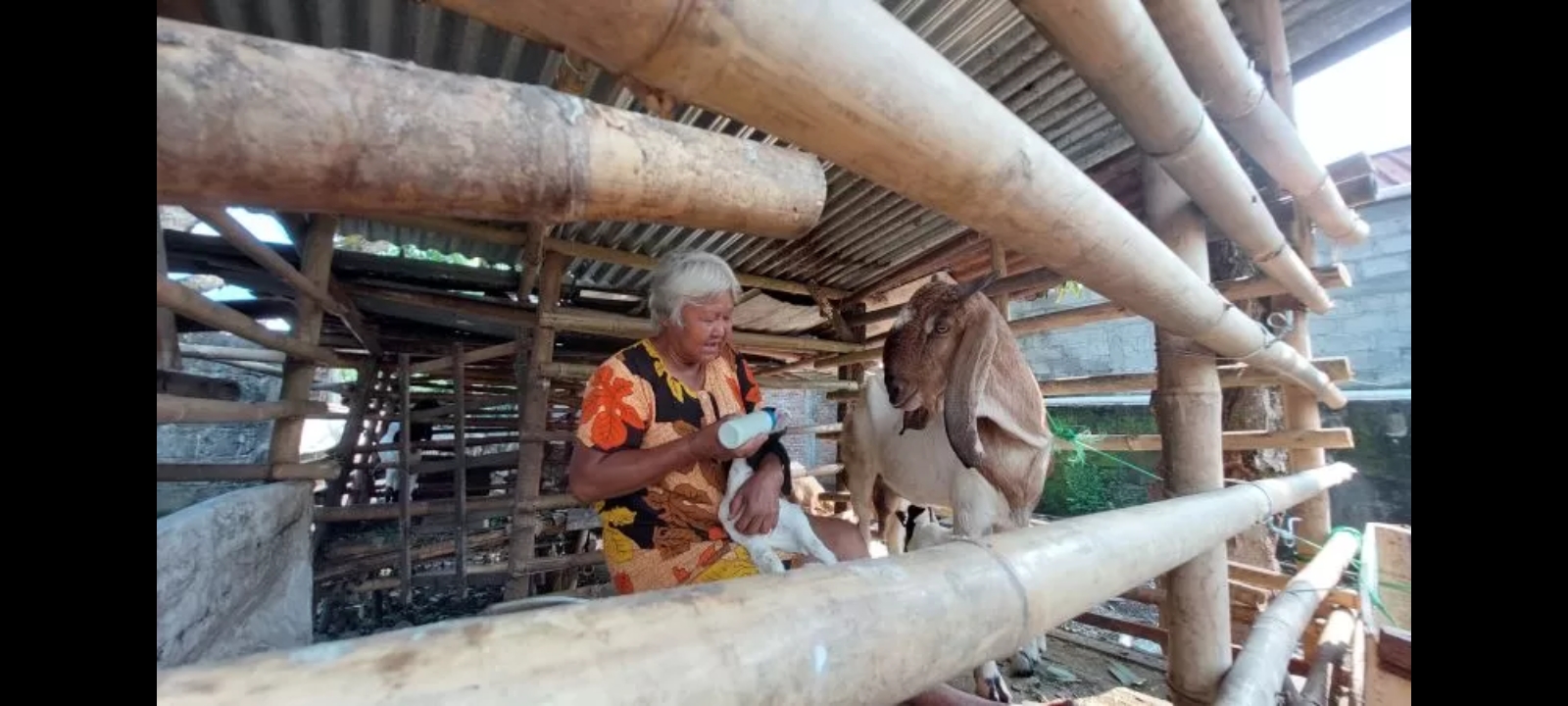 Mbah Sri Wuhningsih kurban kambing meski di tengah kesulitan dan menerima BLT.