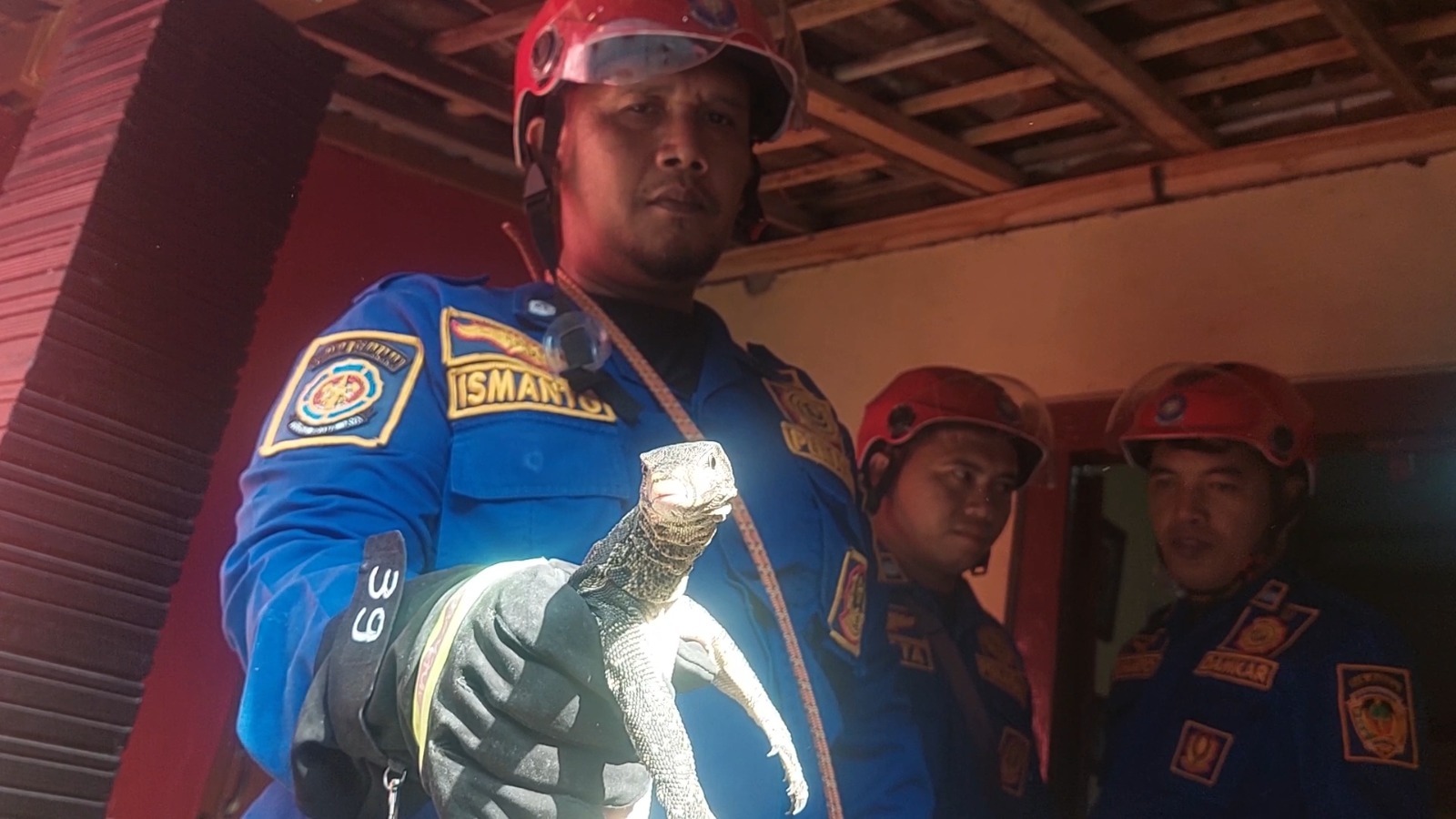 Petugas Damkar Kabupaten Madiun saat berhasil mengevakuasi biawak dari kamar rumah warga di Desa Banjarsari Wetan, Dagangan. FOTO: DIAN RAHAYU/RADAR MADIUN