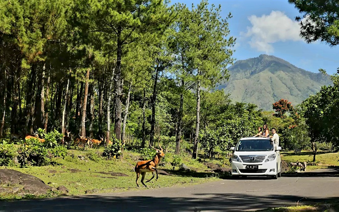 Taman Safari Prigen menawarkan pengalaman Safari Adventure di mana pengunjung bisa berinteraksi langsung dengan berbagai hewan dari seluruh dunia.