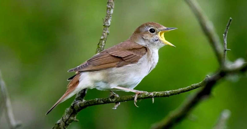 Burung Berkicau