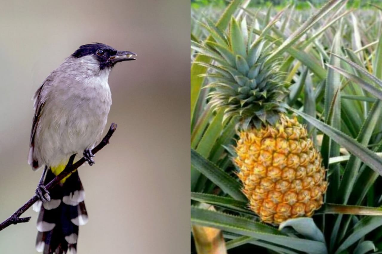 Flora dan fauna khas Kabupaten Blitar.