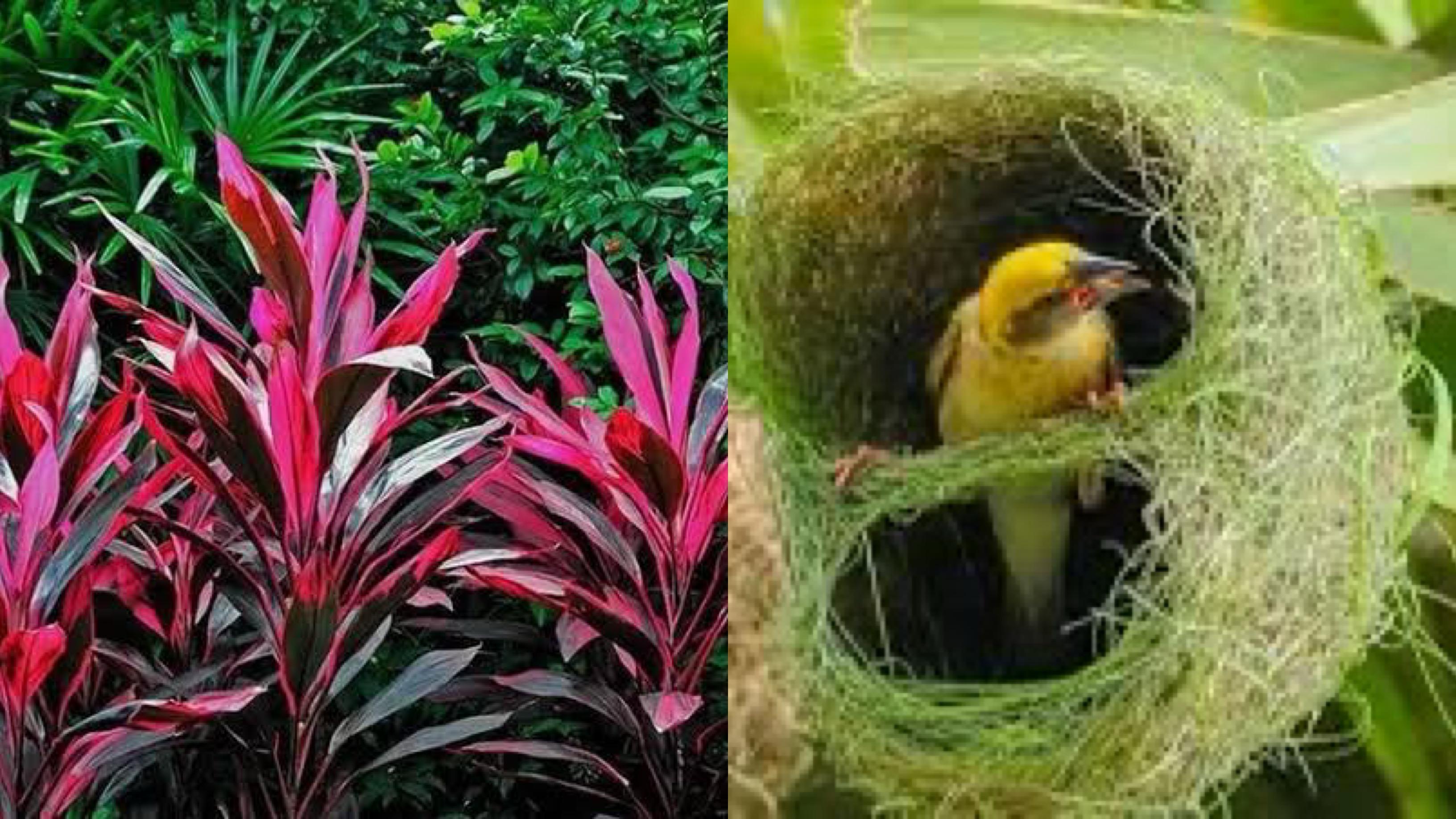 Flora dan Fauna khas Kota Malang.