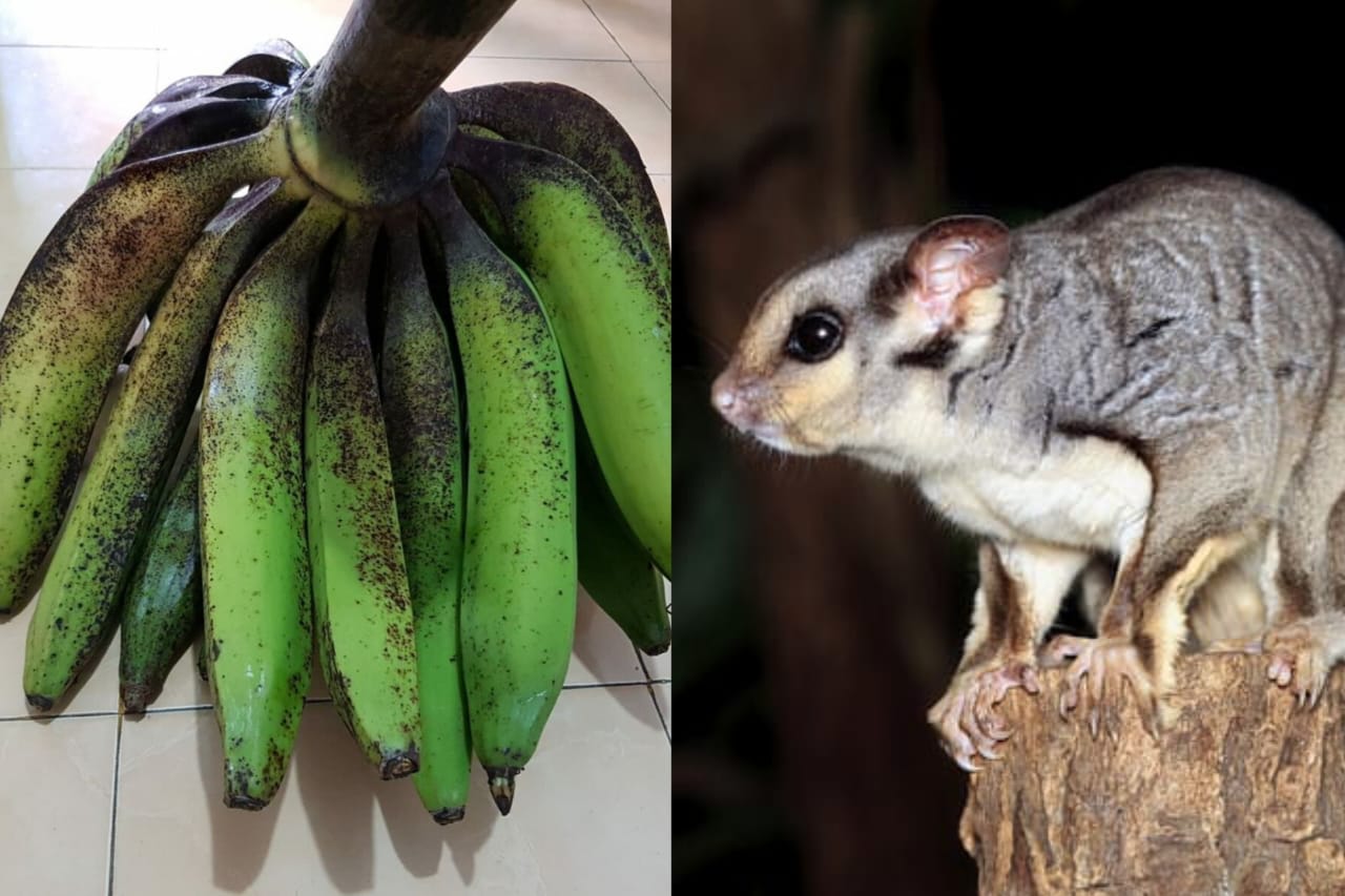 Flora dan fauna khas Lumajang.