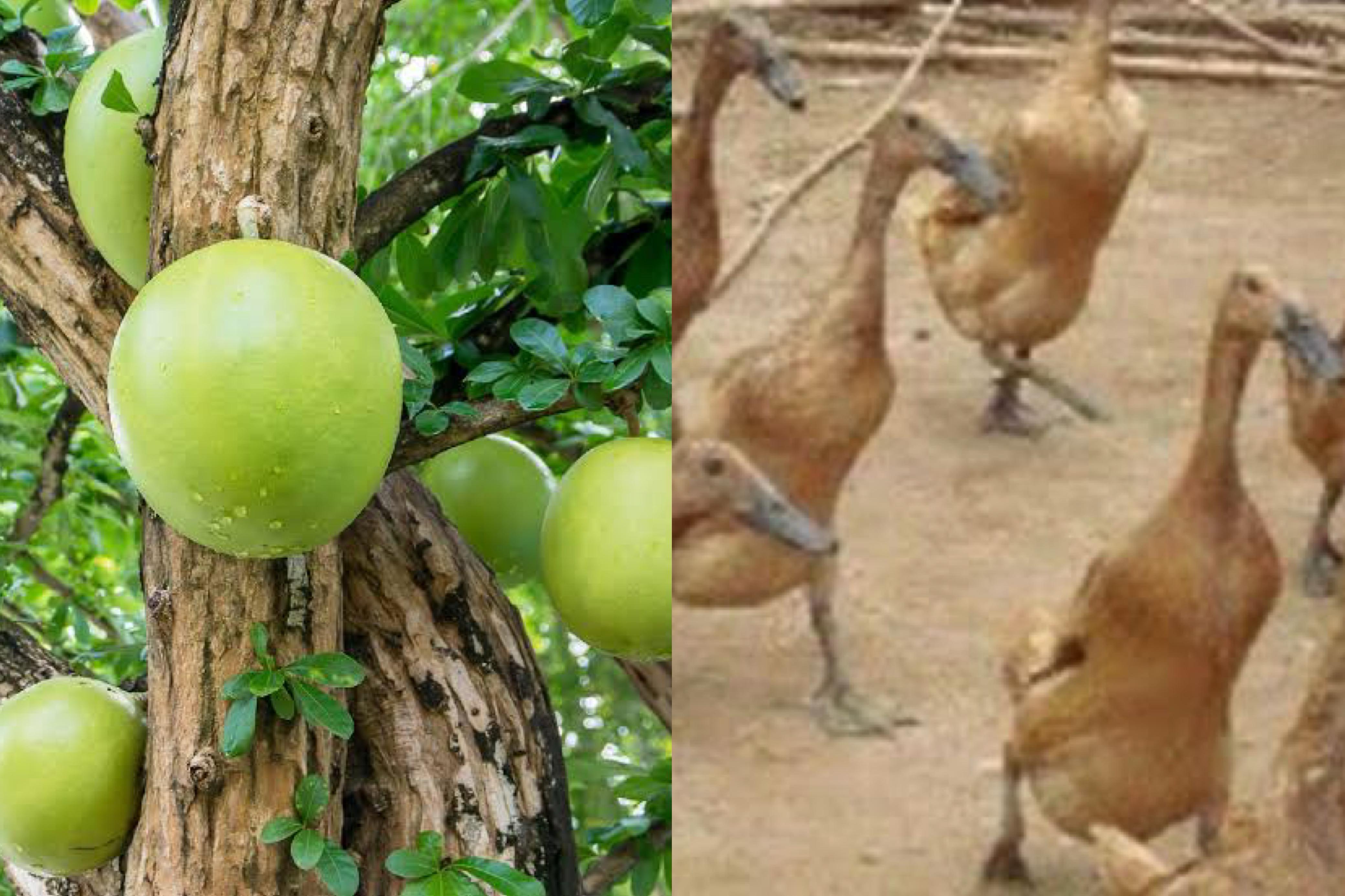 Flora dan fauna khas Sidoarjo.