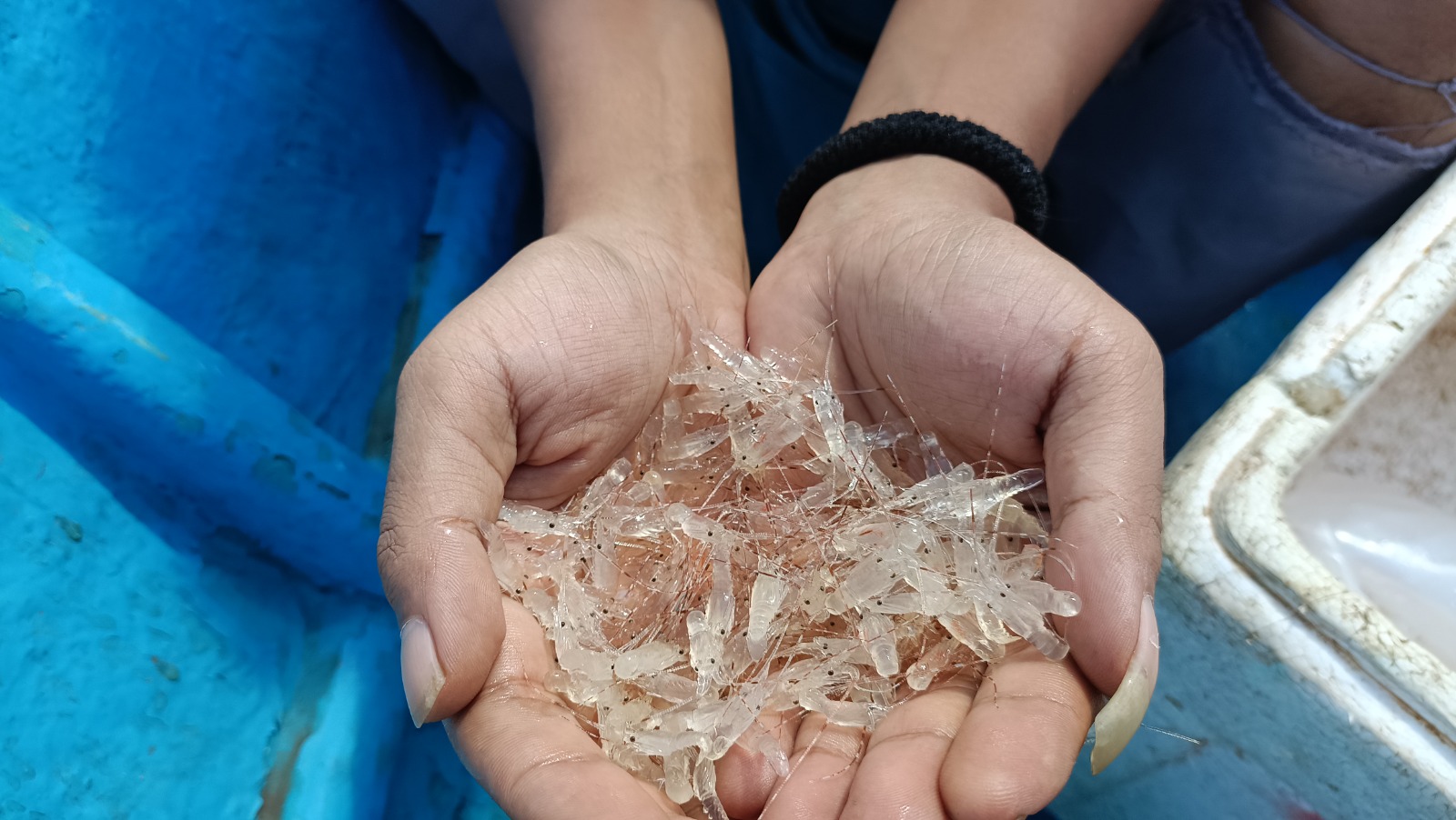 Penurunan harga benur membuat nelayan Pacitan terpaksa menghentikan aktivitas sejak Mei. Ekspor ke Vietnam ditutup sementara. DOK/RADAR PACITAN