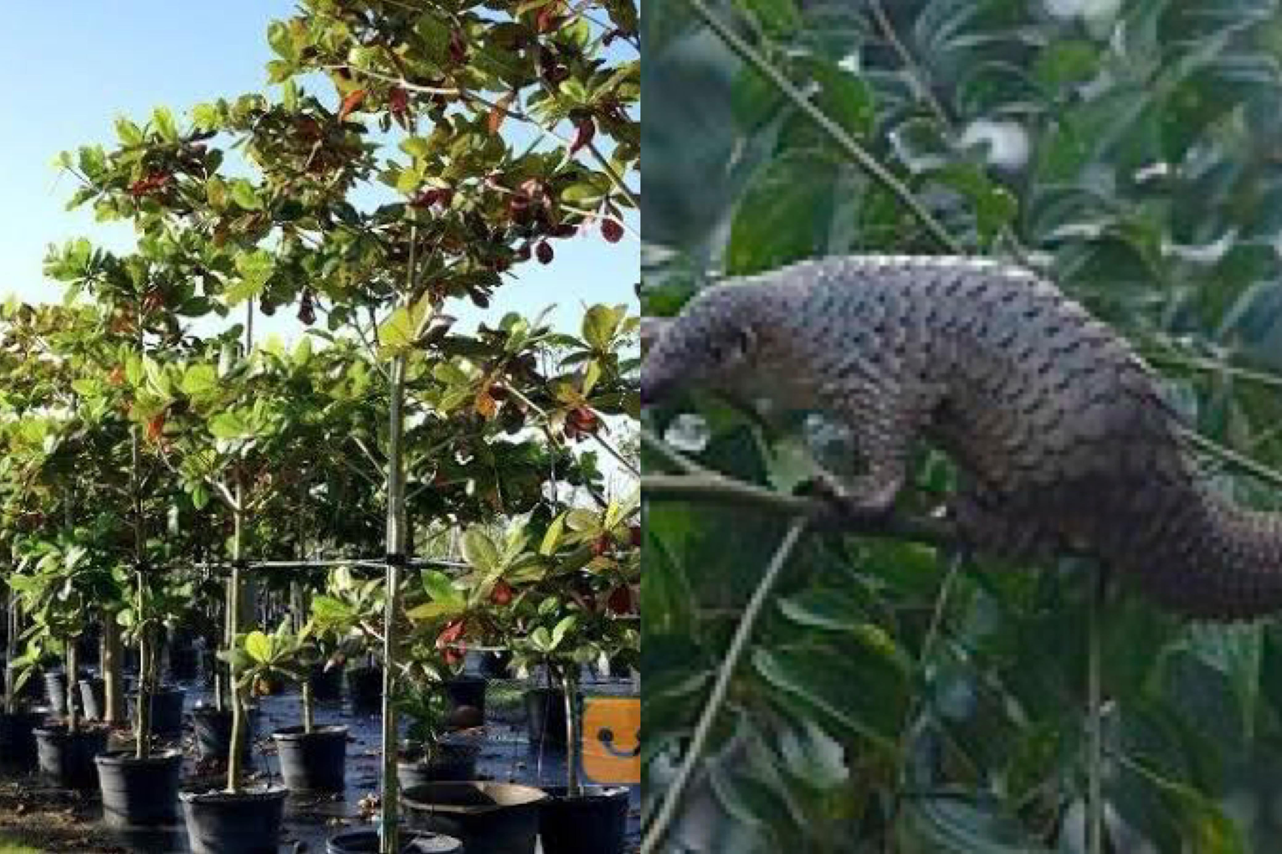 Flora dan fauna khas Mojokerjo.