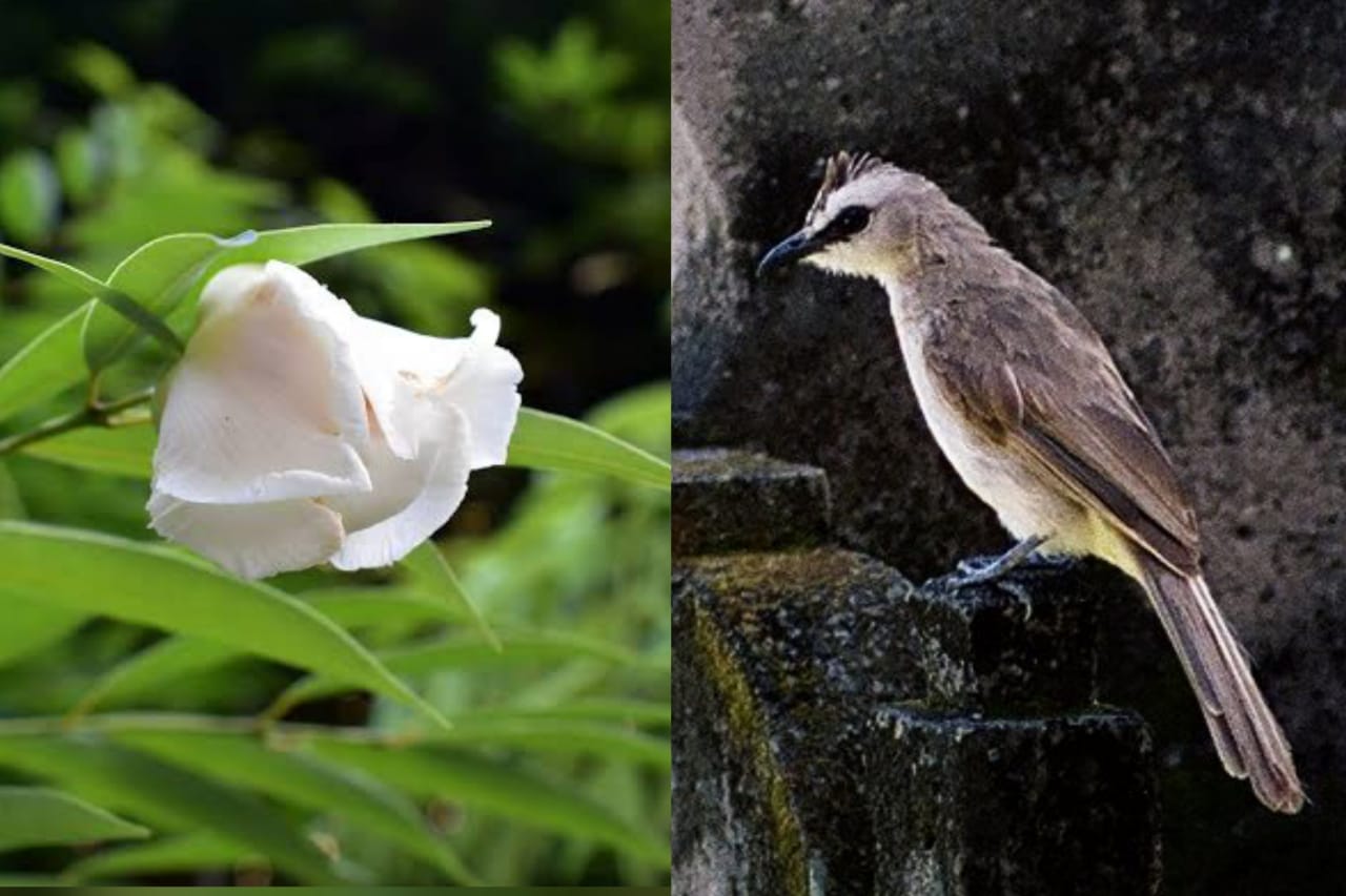 Flora dan fauna khas Banyumas.