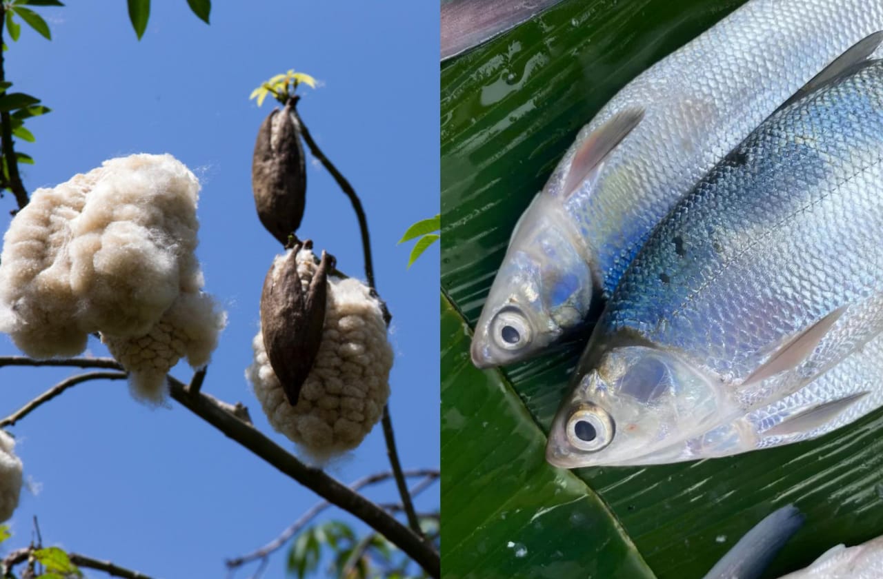 Flora dan fauna khas Kabupaten Pati.