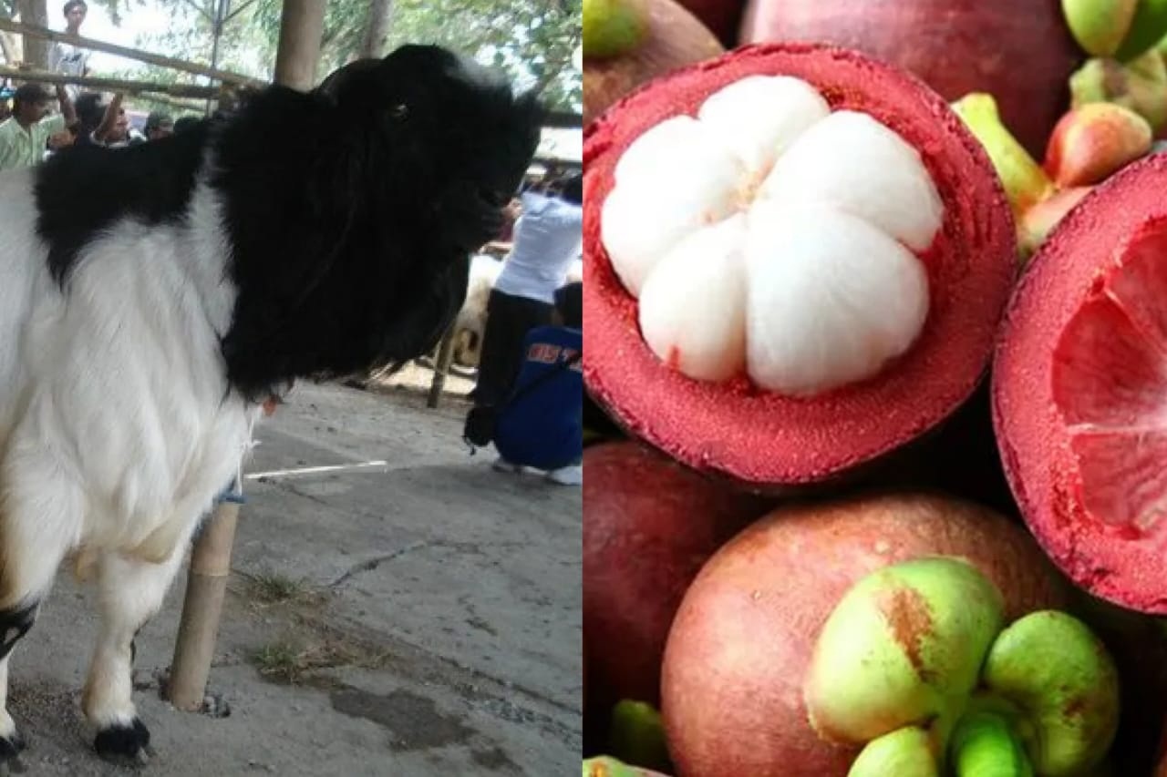 Flora dan fauna khas Purworejo, Jawa Tengah.