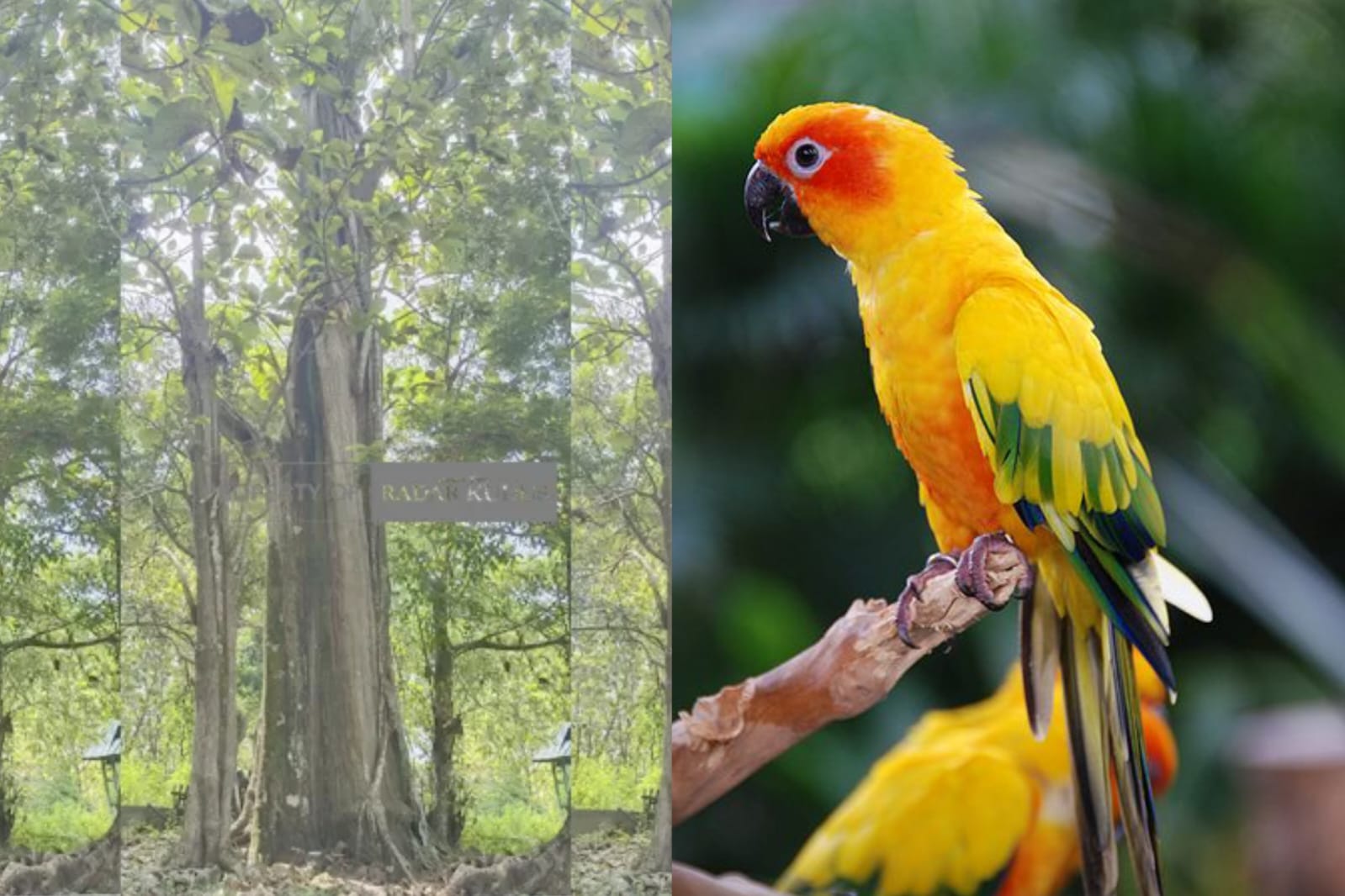 Flora dan Fauna Khas Blora.
