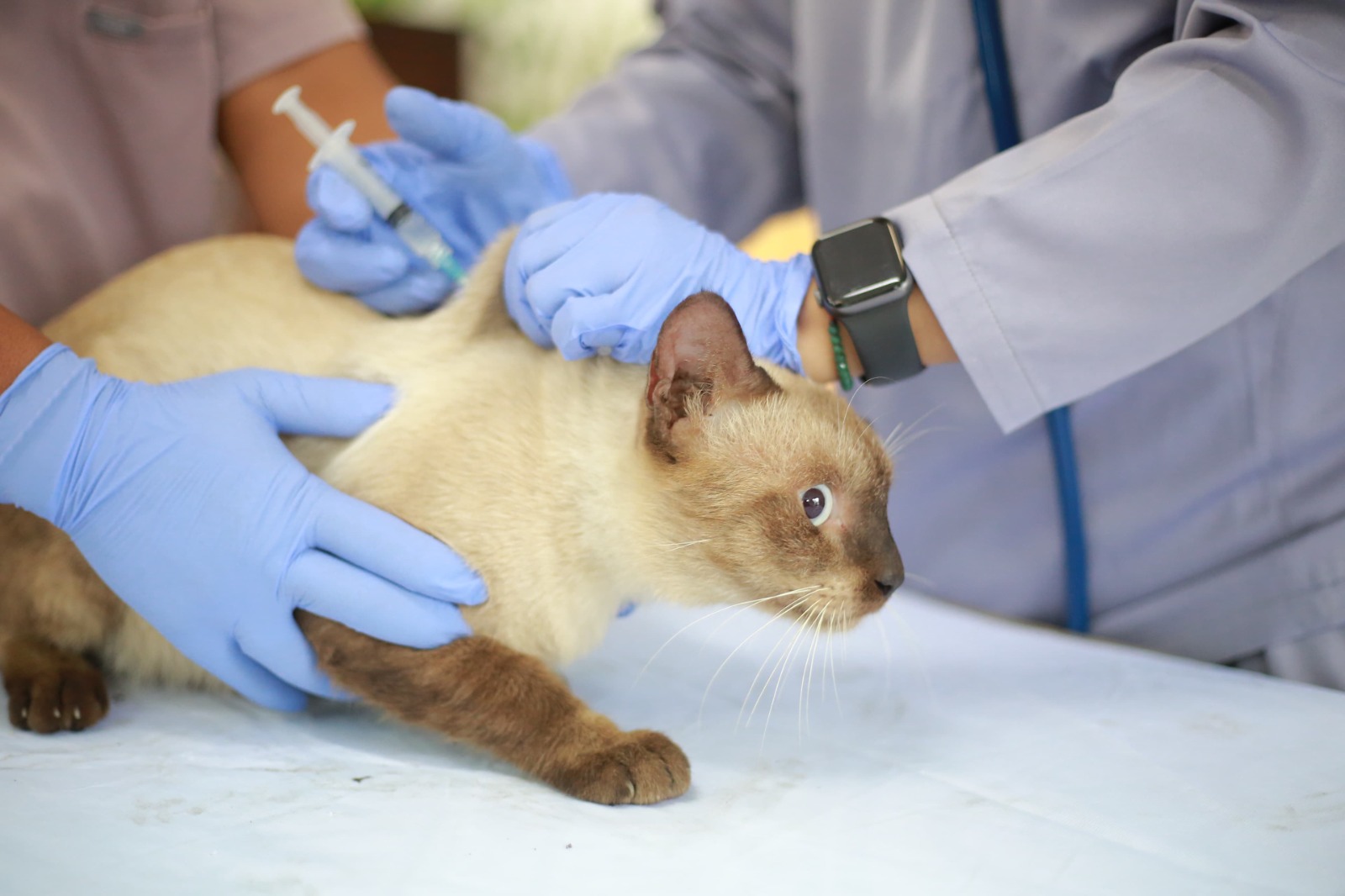 Pemkot Madiun siapkan 250 vaksin rabies. Setelah anjing dan kucing peliharaan, giliran hewan liar yang jadi target vaksinasi. FOTO: BAGAS BIMANTARA/RADAR MADIUN