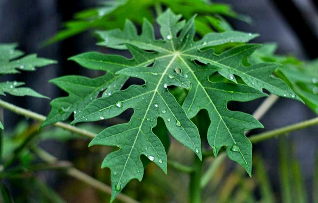 Daun pepaya kaya manfaat.