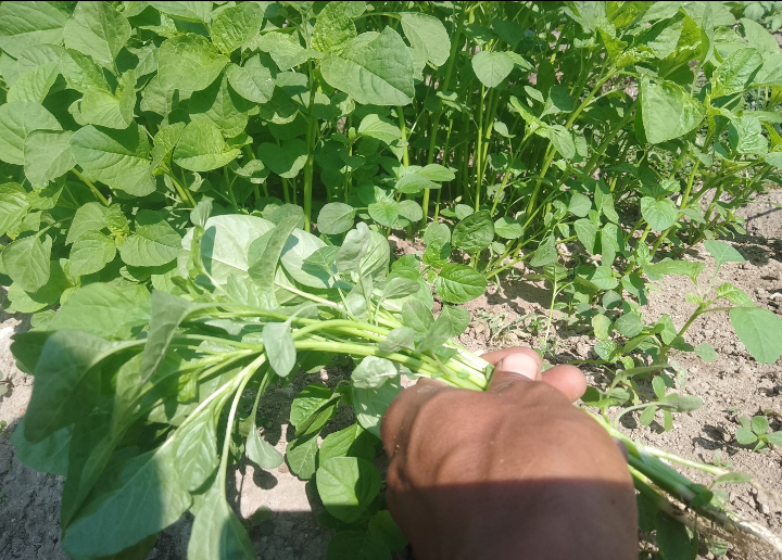 Hasil panen bayam dengan cara tebar benih ala petani kaki Gunung Lawu.