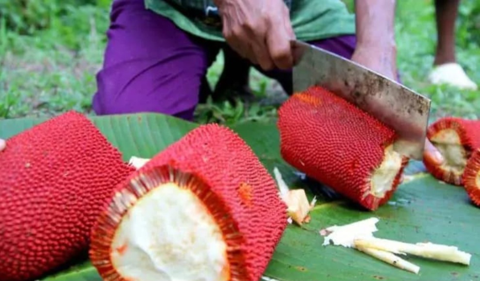 Buah merah Papua kaya akan antioksidan dan nutrisi penting.
