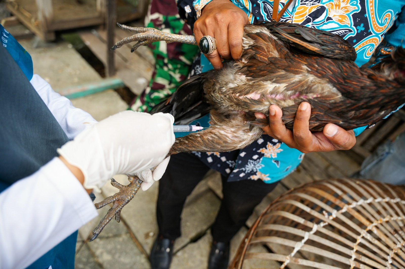 Sejumlah ayam di Kelurahan Kelun, Kartoharjo, disuntik vaksin usai puluhan ekor mati mendadak akibat flu burung, Kamis (3/7). FOTO: DISKOMINFO UNTUK JAWA POS RADAR MADIUN