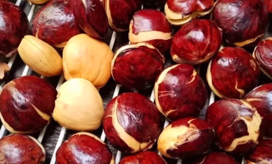 Jengkol bisa diolah menjadi berbagai masakan yang lezat.