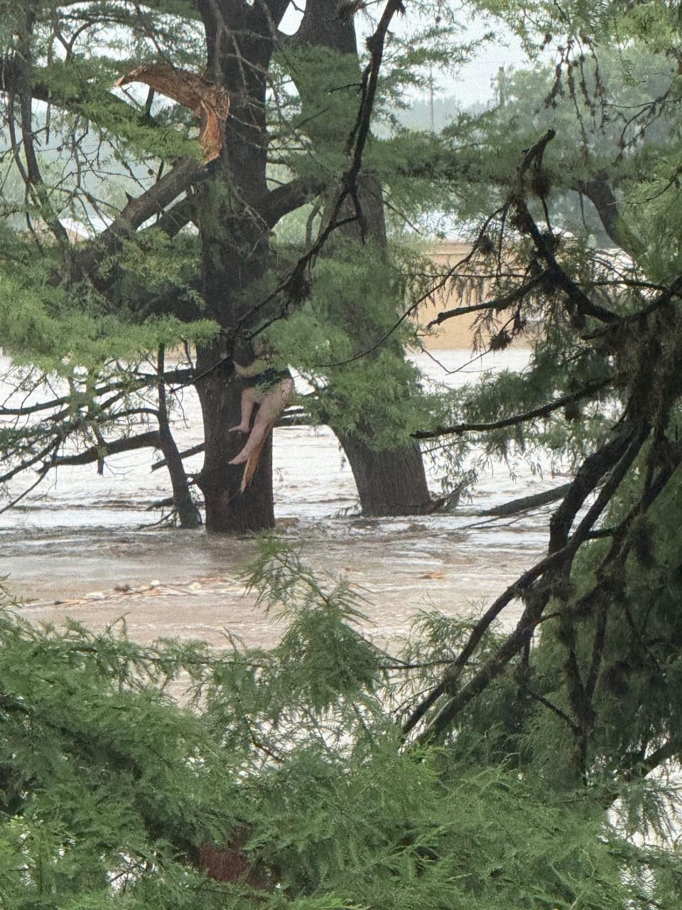 Seorang korban selamat tersangkut di atas pohon saat banjir menerjang Texas.
