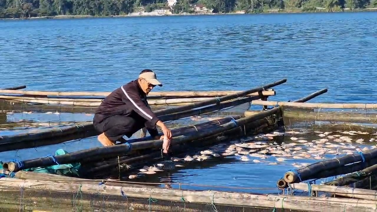 Ribuan ikan di keramba Telaga Ngebel mati diduga keracunan belerang. FOTO: SUGENG DWI N./JAWA POS RADAR PONOROGO