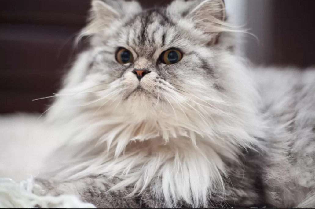 Ilustrasi ras kucing yang menggemaskan.