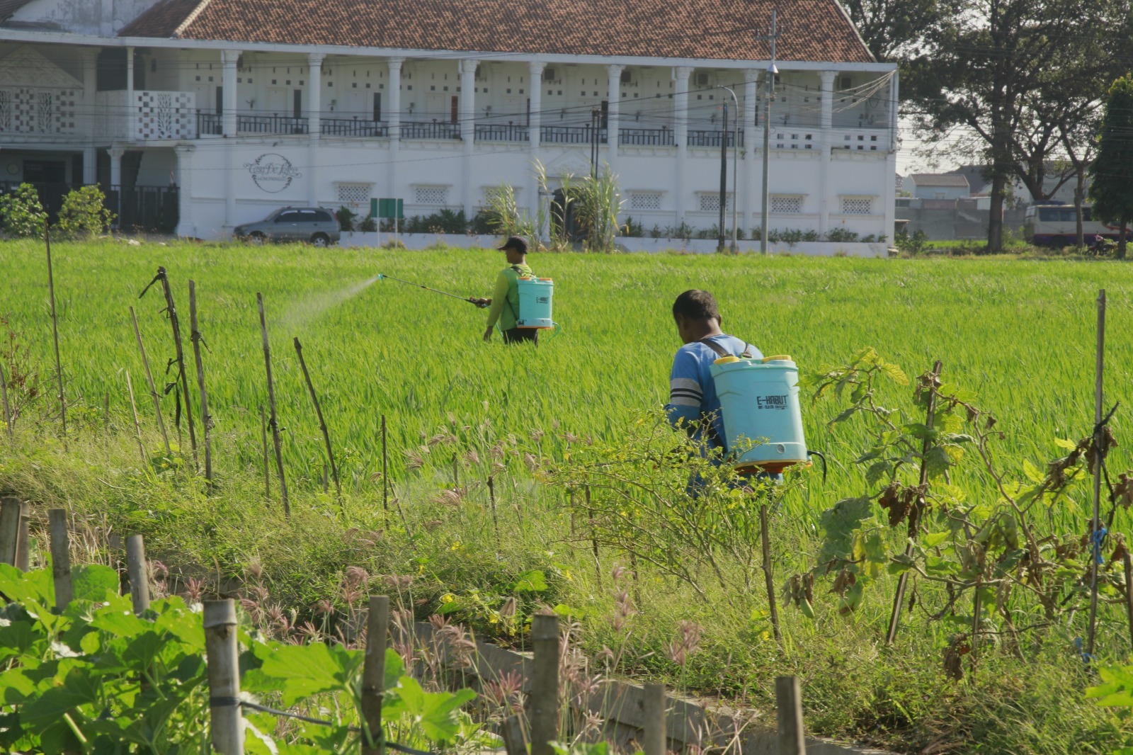 Petani di Ponorogo melakukan penyemprotan pestisida serentak untuk mencegah wabah wereng meluas, kemarin (16/7). DISKOMINFO UNTUK RADAR PONOROGO