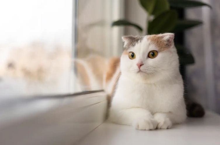 Ilustrasi bahasa sayang kucing ke manusia.