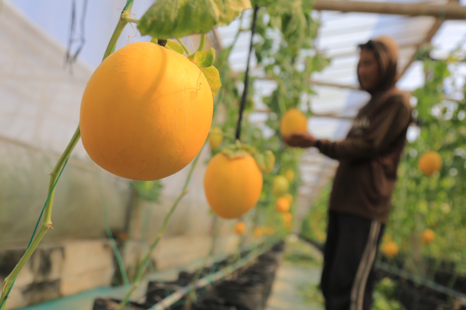 Melon lavender dan varietas 56 siap dipanen di kebun hidroponik Ngrowo Bening Edupark. Warga bisa memetik langsung.FOTO: Bagas Bimantara/Jawa Pos Radar Madiun
