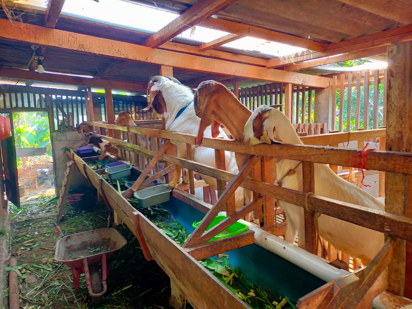 PRODUKTIF: Pemdes Ngrendeng, Kecamatan Sine, mendukung kegiatan ternak kambing menjadi potensi peningkatan ekonomi bagi sebagian besar warga desa.
