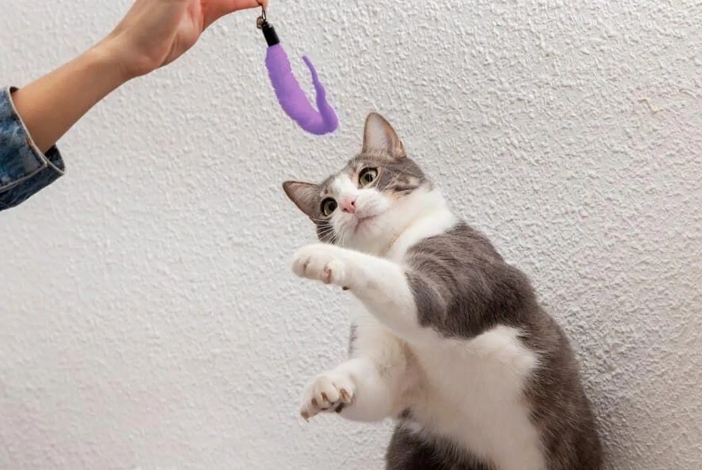 Ilustrasi alat permainan kucing.