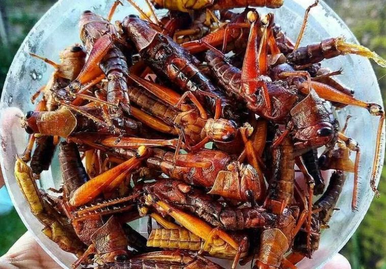 Ilustrasi walang goreng yang punya banyak manfaat.