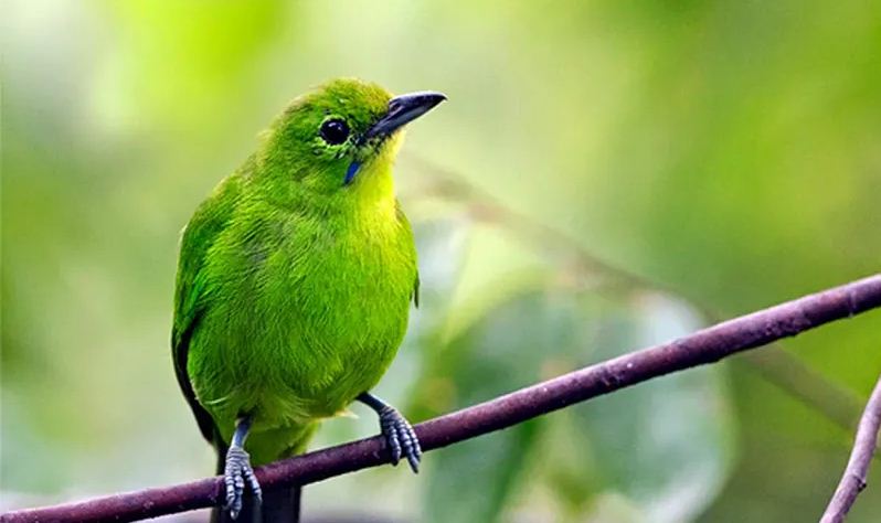 Ilustrasi burung kicau yang sering juara lomba.
