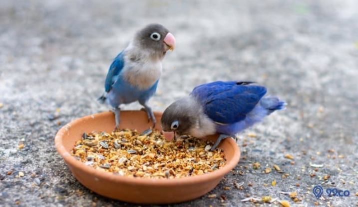 Ilustrasi makanan burung agar gacor.