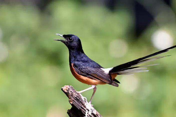 Mengenal jenis burung murai batu di Indonesia.