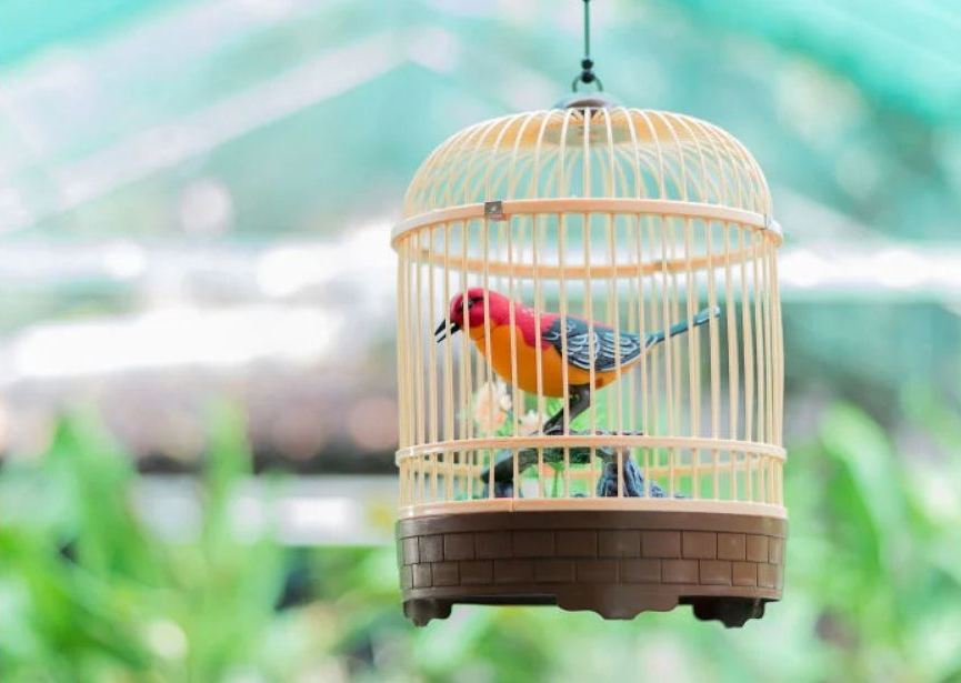 Ilustrasi memilih sangkar burung yang tepat.