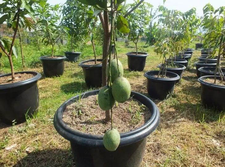 Ilustrasi menanam mangga tabulampot.