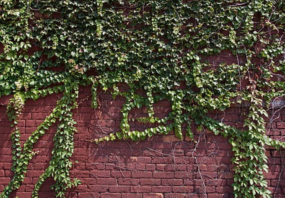 Ilustrasi bata ekspos dan tanaman rambat.